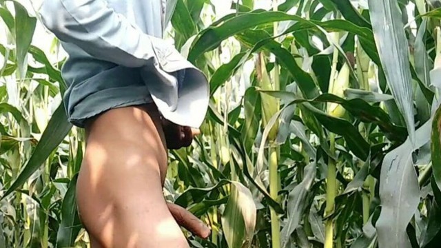 Indian Big Cock handjob in maize field